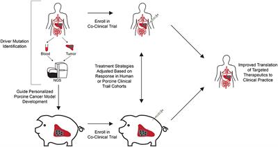 Translating Human Cancer Sequences Into Personalized Porcine Cancer Models